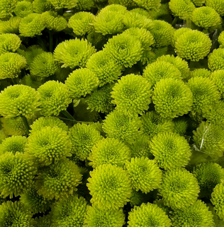 Isabella J. Meyer: Green Mums Flowers For Sale : Fact About