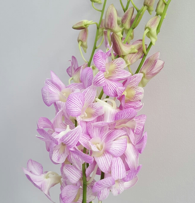 Pink stripe orchid