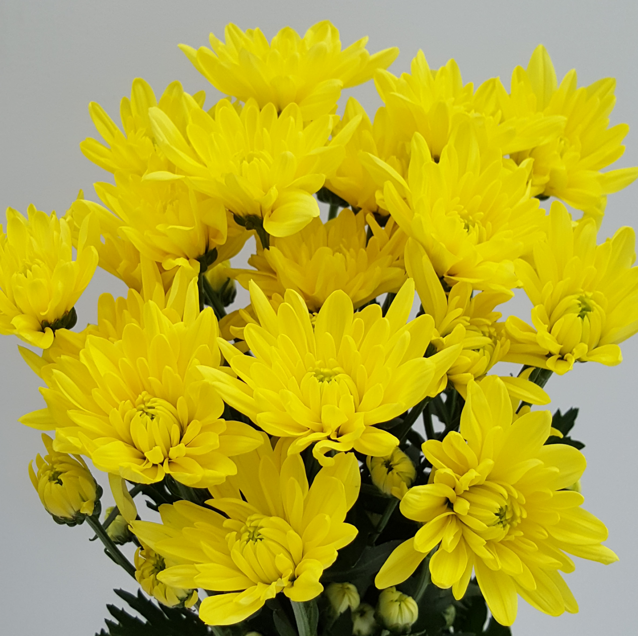 Chrysanthemums - T & G Flower Growers