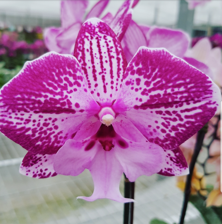 Phalaenopsis Plants Two Toned Pink Verigated