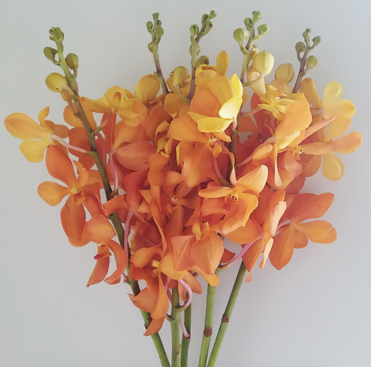 Orange/Gold vanda orchid - T & G Flower Growers